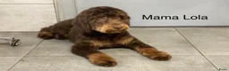 Labradoodle honden te koop: Labradoodle pups  - Advertentie 23
