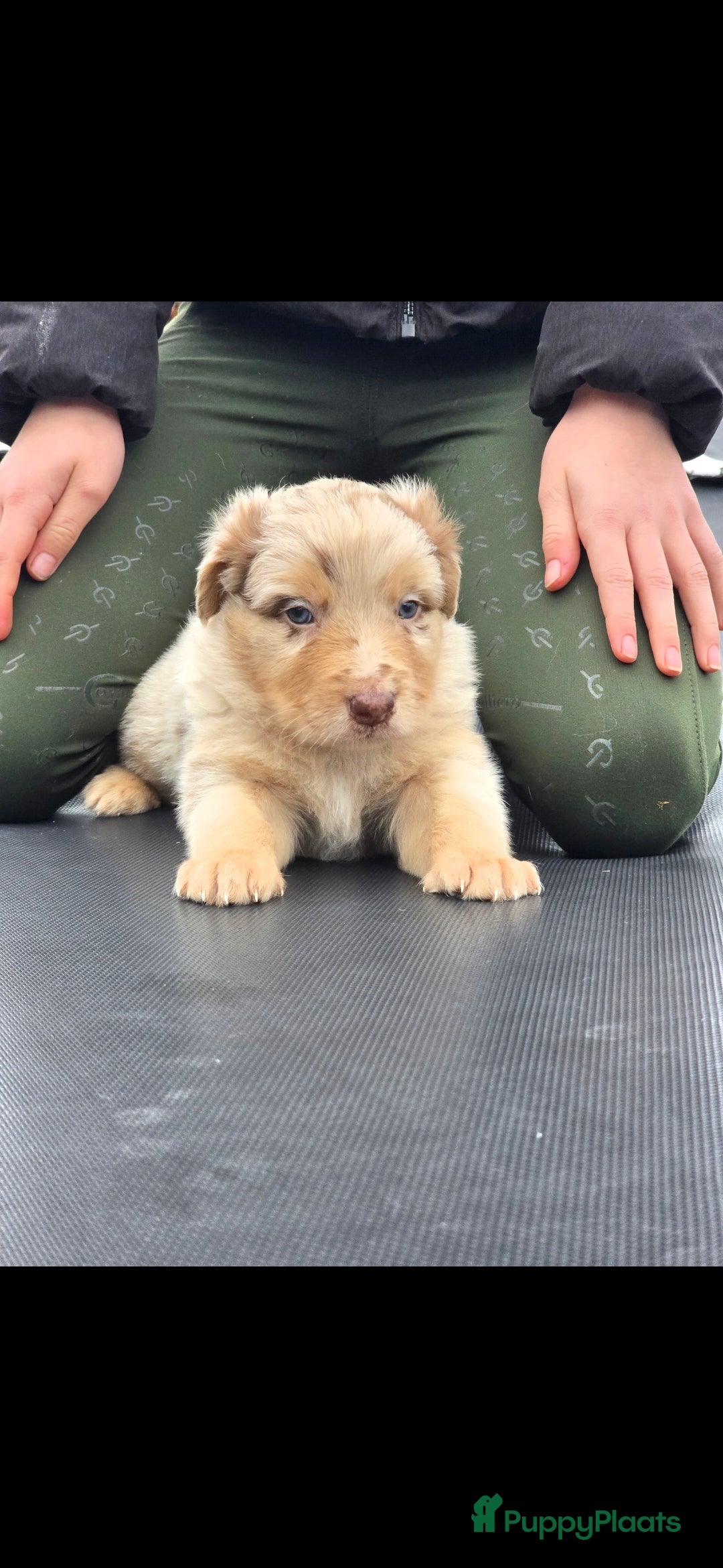 Australian Shepherd honden te koop: Mooie australian sherperd pups. - Advertentie 18