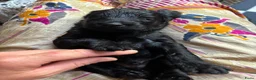 Labradoodle honden te koop: Labradoodle / 'Dubbel Doodle' pups geboren! - Advertentie 4