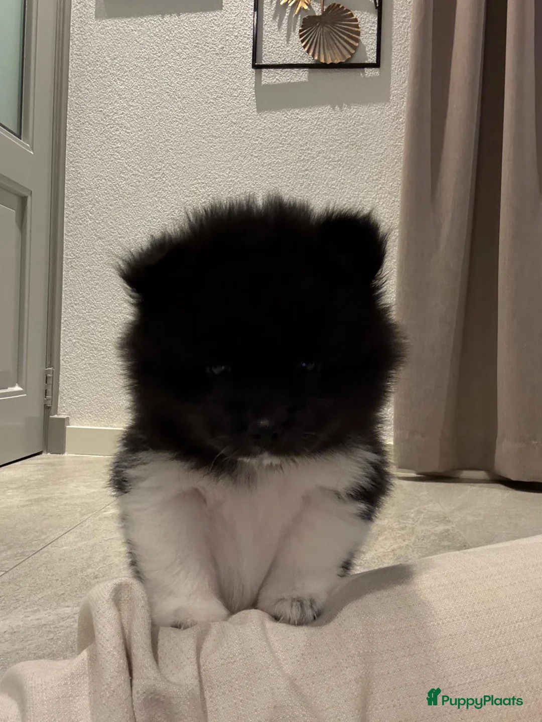 Kruising honden te koop: Teddy dog mini Chow Chow  - Advertentie 5