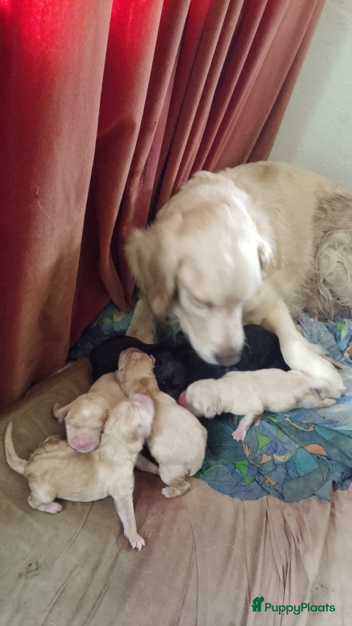 Goldador honden Gezonde,lieve pups golden retriever x labrador tka - Advertentie 1
