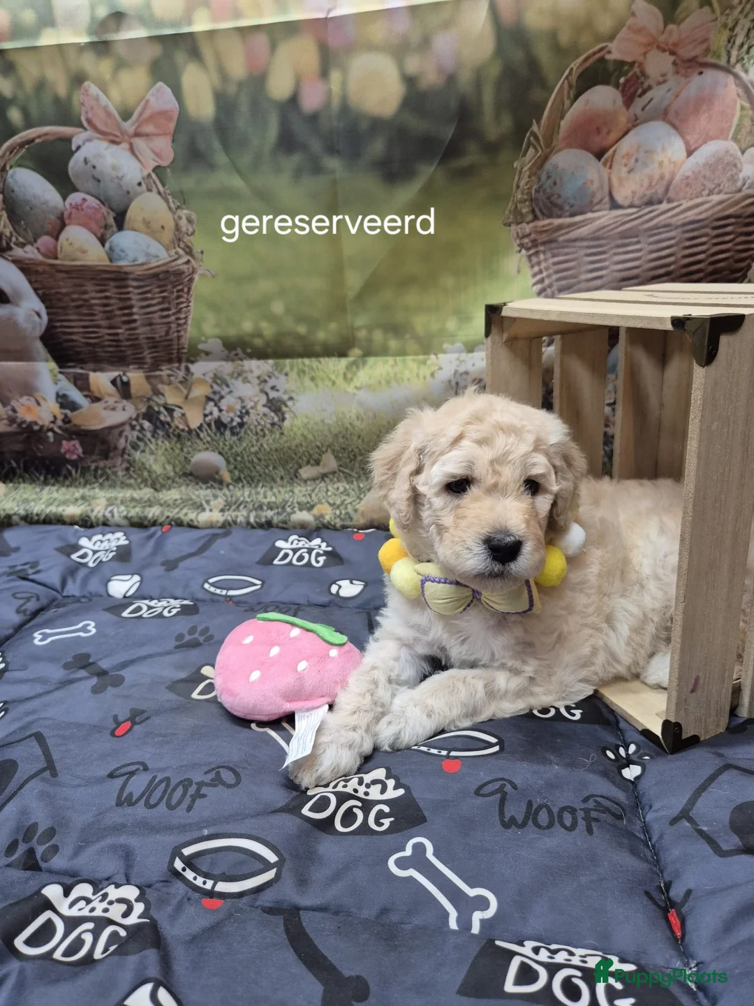 Kruising honden te koop: laatste labradoodle pup zoekt een gouden mandje - Advertentie 18