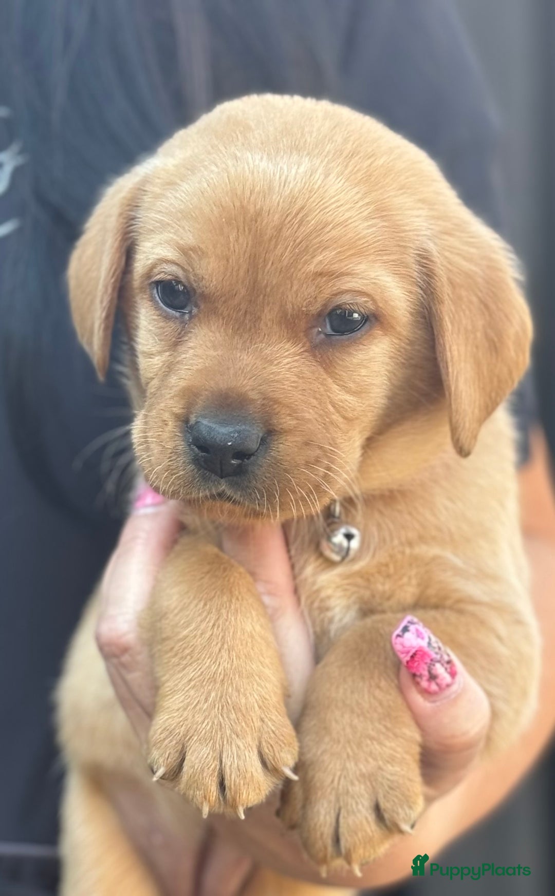 Labrador Retriever honden te koop: NEST AANKONDIGING LABRADOR PUPS - Advertentie 19