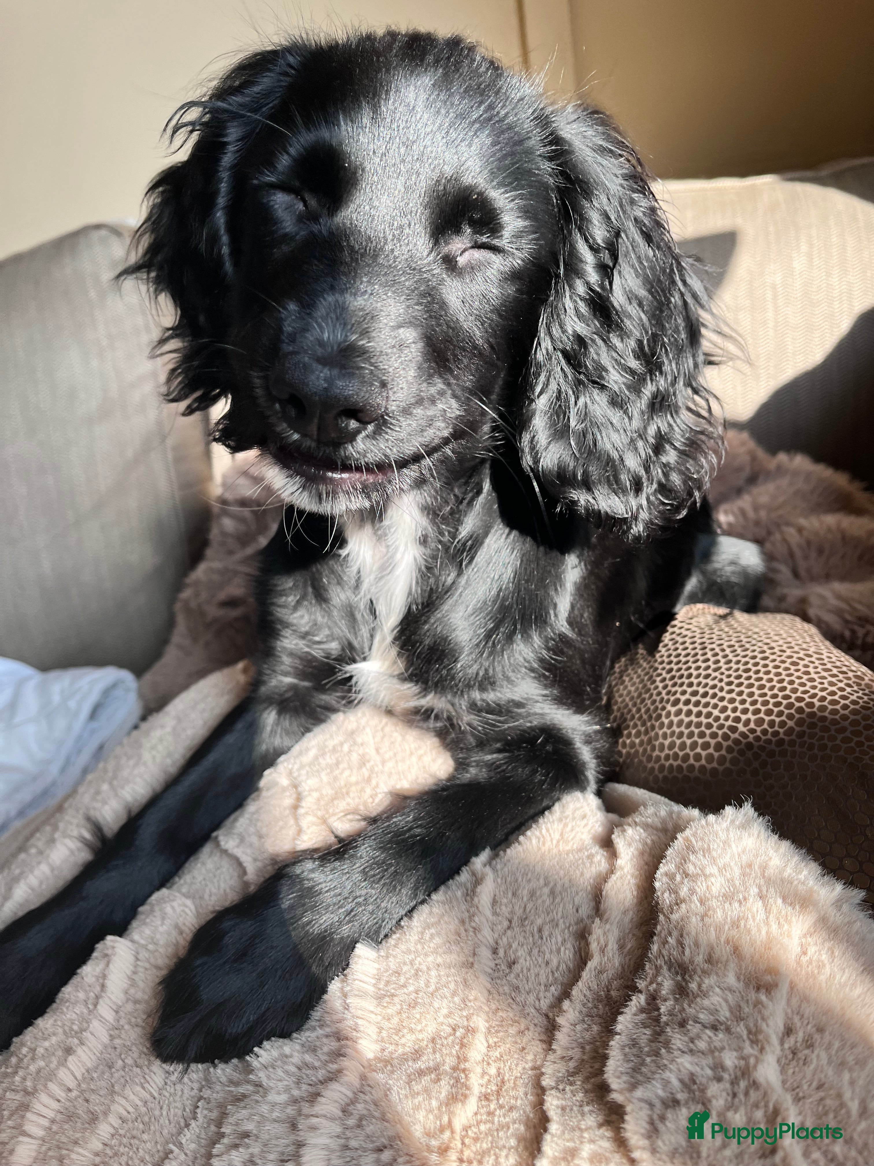 Kruising honden De allerliefste, leergierigste en gesocialiseerde - Advertentie 1