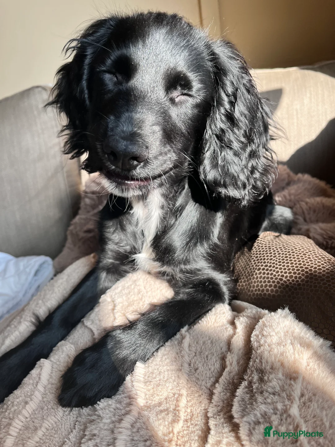 Kruising honden te koop: De allerliefste, leergierigste en gesocialiseerde - Advertentie 1