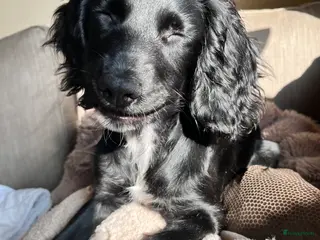 Kruising honden De allerliefste, leergierigste en gesocialiseerde - Advertentie 3