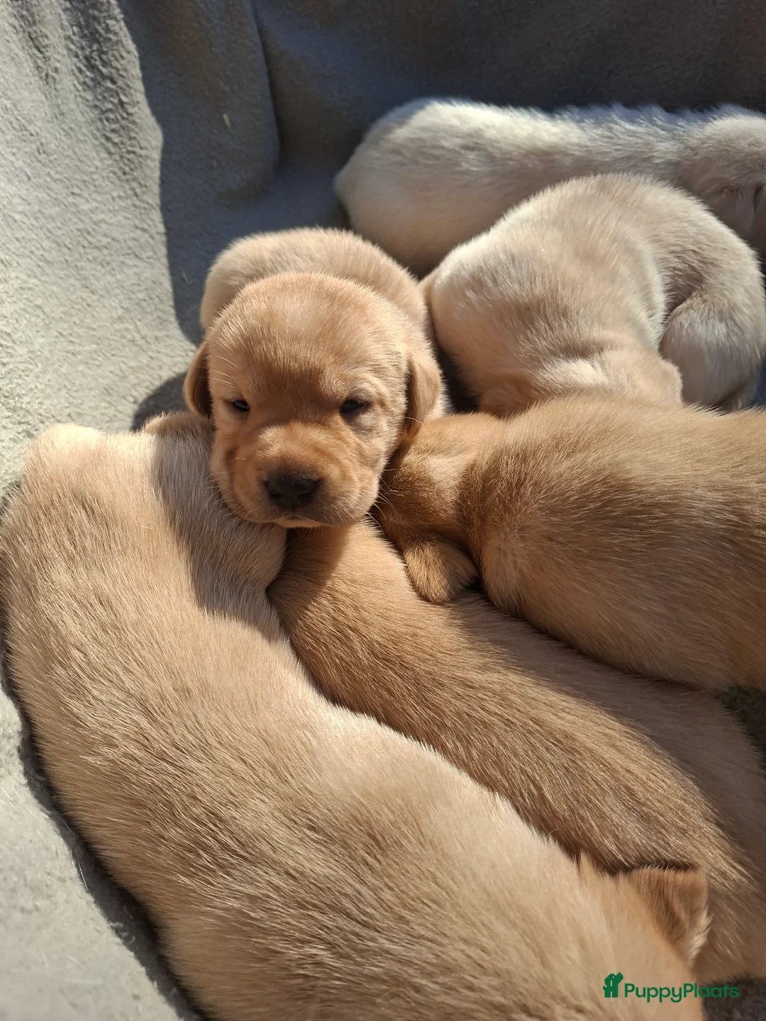 Labrador Retriever honden te koop: Labrador puppies  redfox  blond  - Advertentie 13