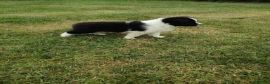 Border Collie 1