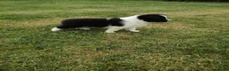 Border Collie honden te koop: Border Collie pups - Advertentie 2