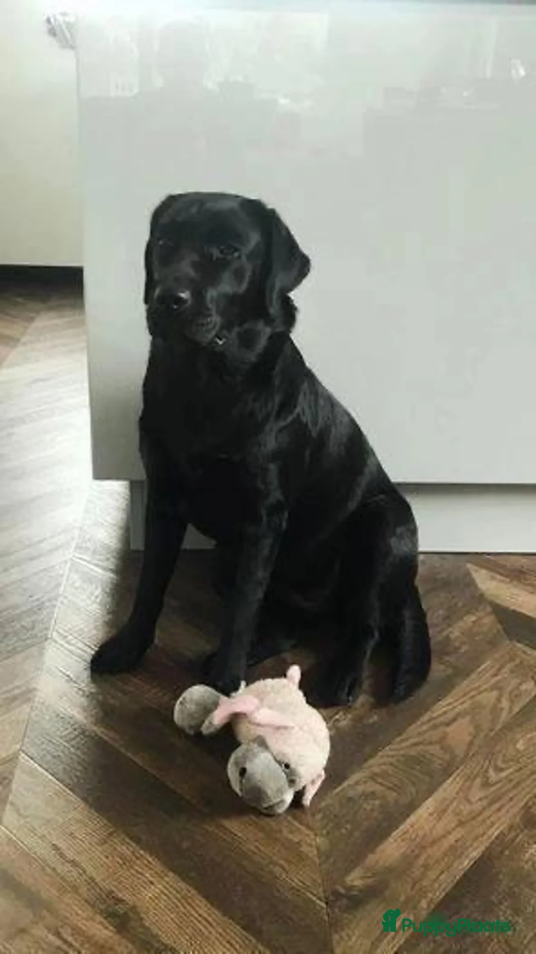 Labrador Retriever honden te koop: Nest verwacht  in Dordrecht - Advertentie 1