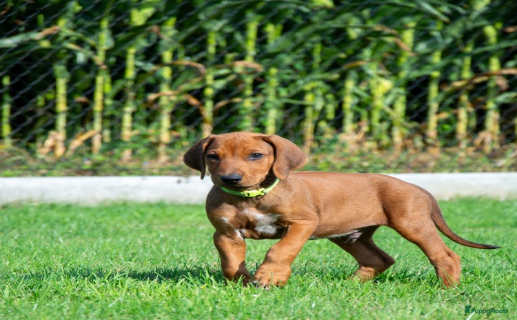 Rhodesian Ridgeback honden in Balen - Advertentie 2
