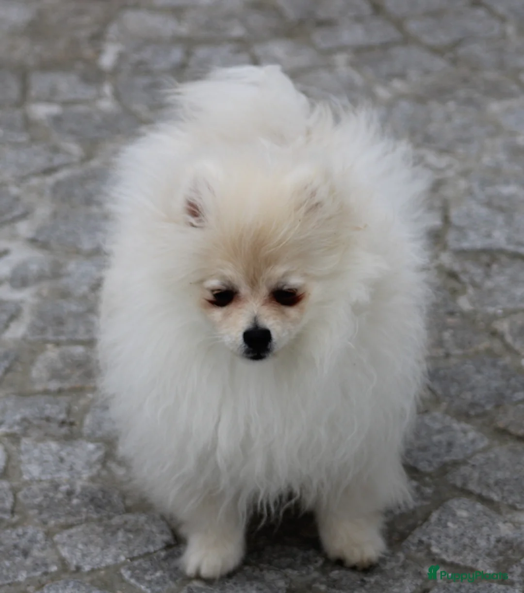 Pomeriaan honden te koop: Pomeriaan pup - Advertentie 2