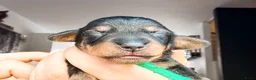 Ruwhaar Teckel honden te koop: Schattige Ruwharige Teckel pups (kaninchen/dwerg) - Advertentie 7