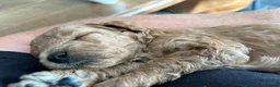 Poedel Toy honden te koop: Toy poedel vrouwtje beschikbaar  - Advertentie 2