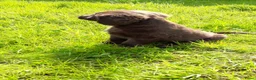 Kruising honden te koop: Kruising pup Bencie!! - Advertentie 3