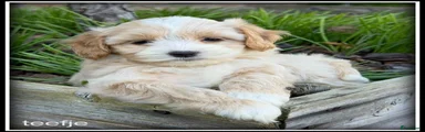 Maltipoo 6