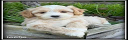 Maltipoo honden te koop: Maltipoo F1b pups - Advertentie 9