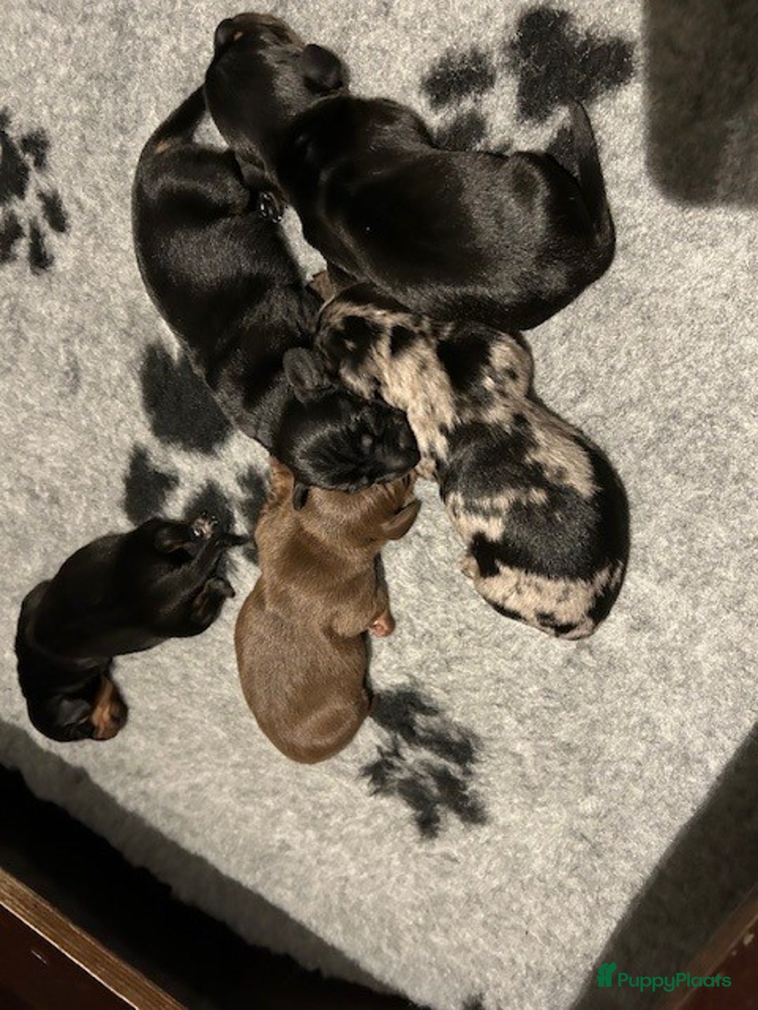 Teckel (korthaar)  honden te koop: Dwerg Teckel pups 2-1 geboren NOG 2 BESCHRIKBAAR - Advertentie 16