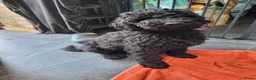 Australian Labradoodle honden te koop: Australian Labradoodle-teefje uit geteste ouders  - Advertentie 5