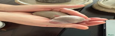 Chihuahua Puppy 1