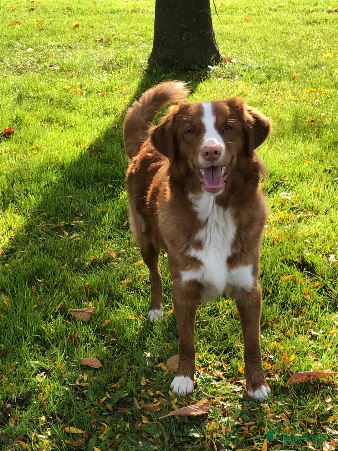 Nova Scotia Duck Tolling Retriever honden te koop: Prachtige Nova scotia duck tolling retriever pups  - Advertentie 2