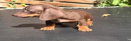 Dwergteckel honden te koop: Knapste teckel pups - Advertentie 12