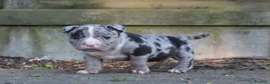 Amerikaanse Bully Puppy 3