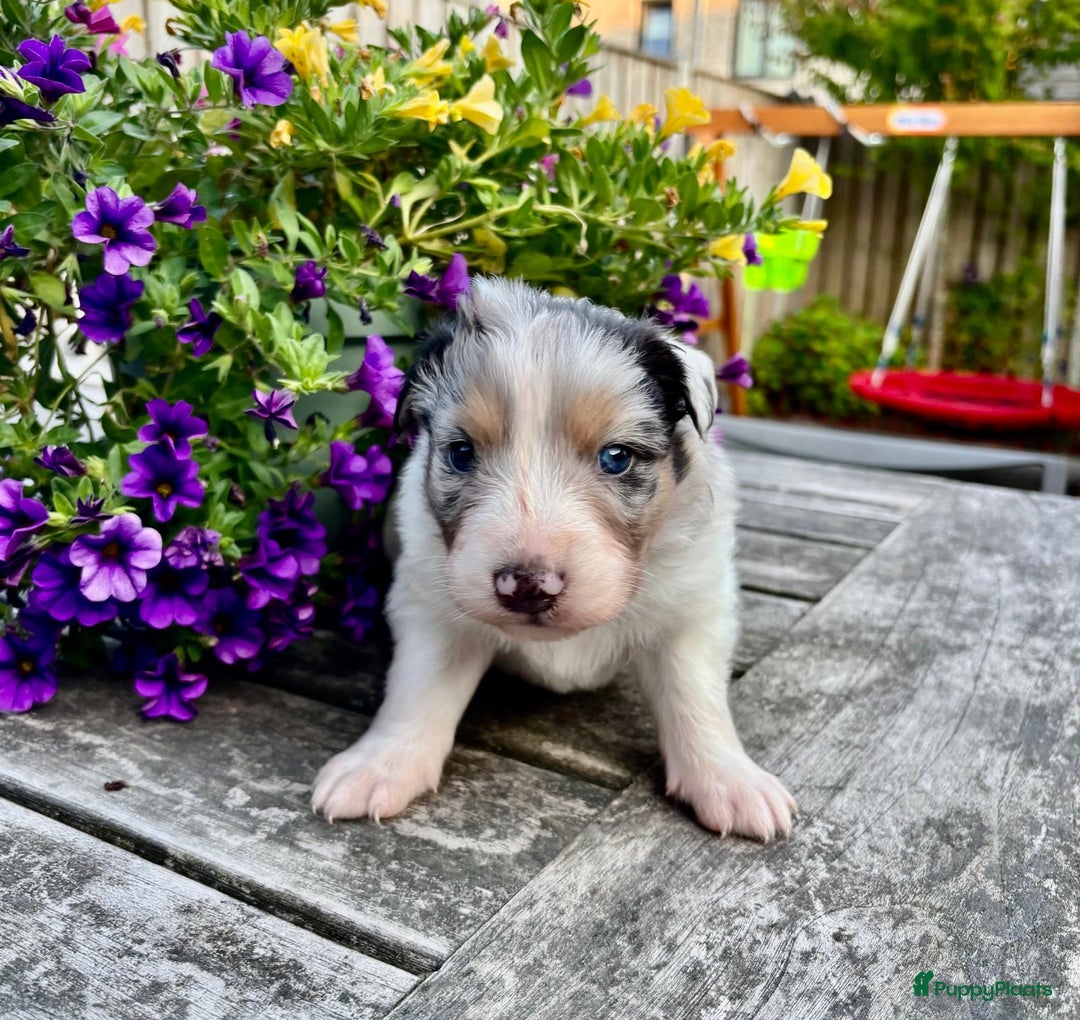 Australian Shepherd honden te koop: Mooie Australian shepherd pups in Bunschoten-Spakenburg - Afbeelding 8