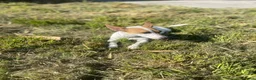 Jack Russel Terriër honden te koop: Schattige jack russels te koop  - Advertentie 2