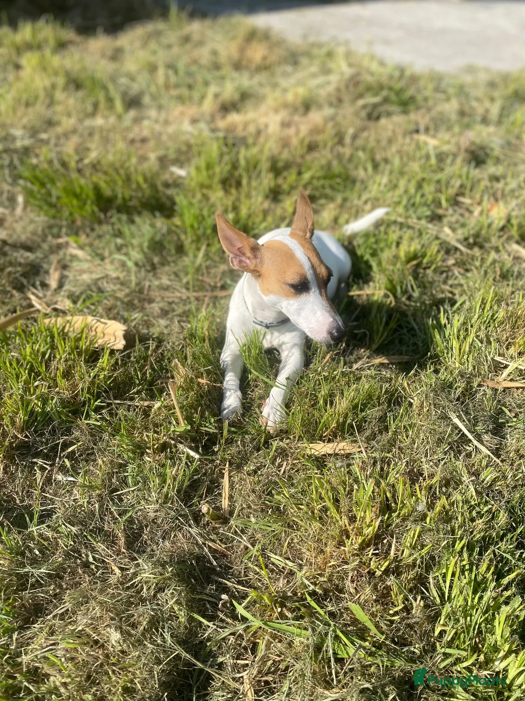 Jack Russel Terriër honden te koop: Schattige jack russels te koop  - Advertentie 2