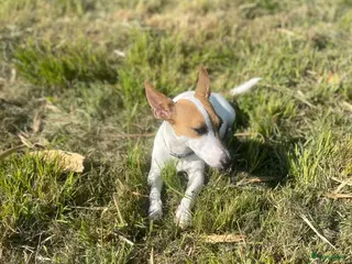 Jack Russel Terriër honden Schattige jack russels te koop - Advertentie 3