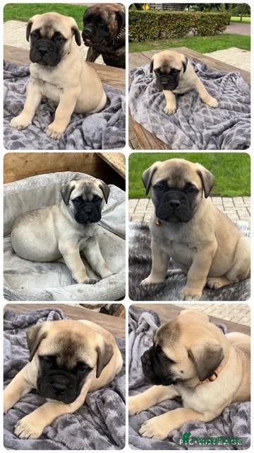 Bullmastiff honden Prachtige Bullmastiff Pups - Advertentie 2
