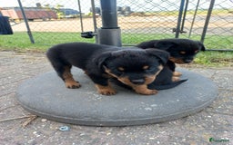 Rottweiler honden te koop: Nog 3 super lieve rottweiler reutjes. - Afbeelding 28
