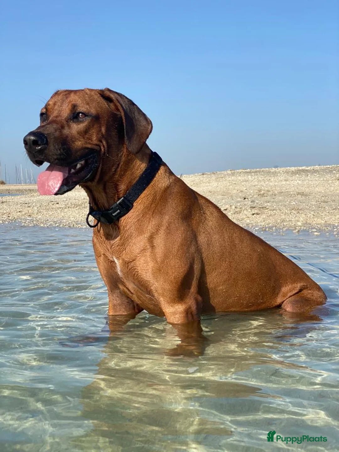 Rhodesian Ridgeback honden te koop: Rhodesian Ridgeback pups met stamboom  in Apeldoorn - Advertentie 23