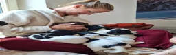 Engelse Springer Spaniel honden te koop: Stamboom engelse springer pups  - Advertentie 4
