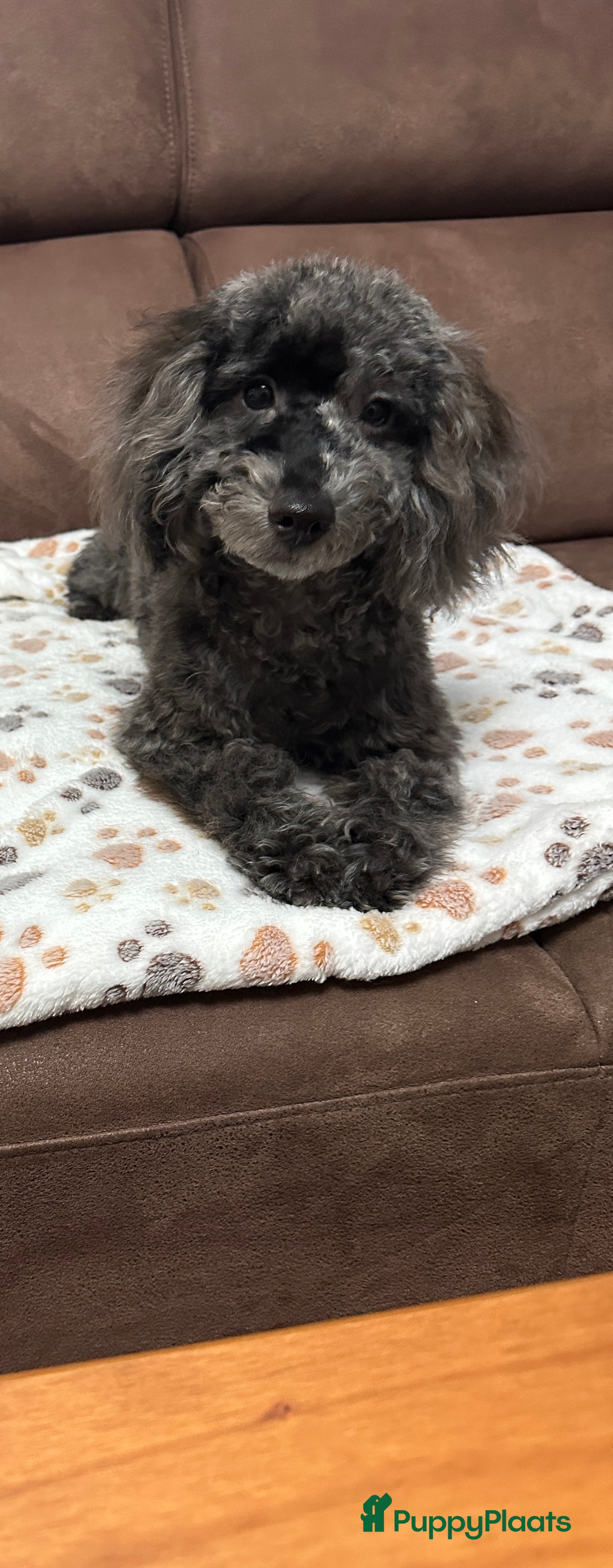 Poedel Toy honden Toypoedel merle - Advertentie 1