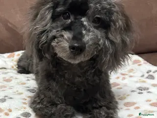 Poedel Toy honden te koop: Toypoedel merle - Advertentie 1