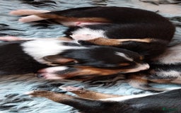 Kruising honden te koop: Kruising Aussie, Toller, Border collie - Afbeelding 6