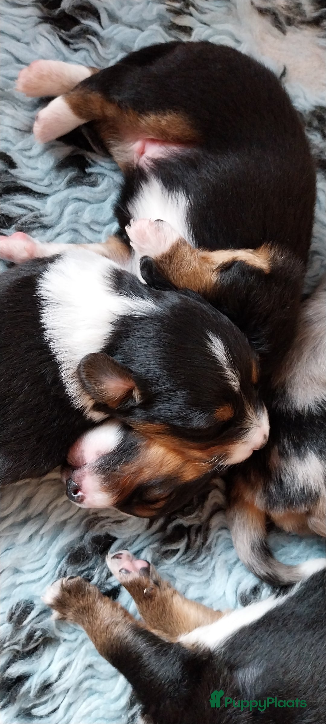 Kruising honden te koop: Kruising Aussie, Toller, Border collie - Afbeelding 6