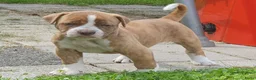 Amerikaanse Bulldog honden te koop: Mooie en gezonde Amerikaanse bulldog pups - Advertentie 7