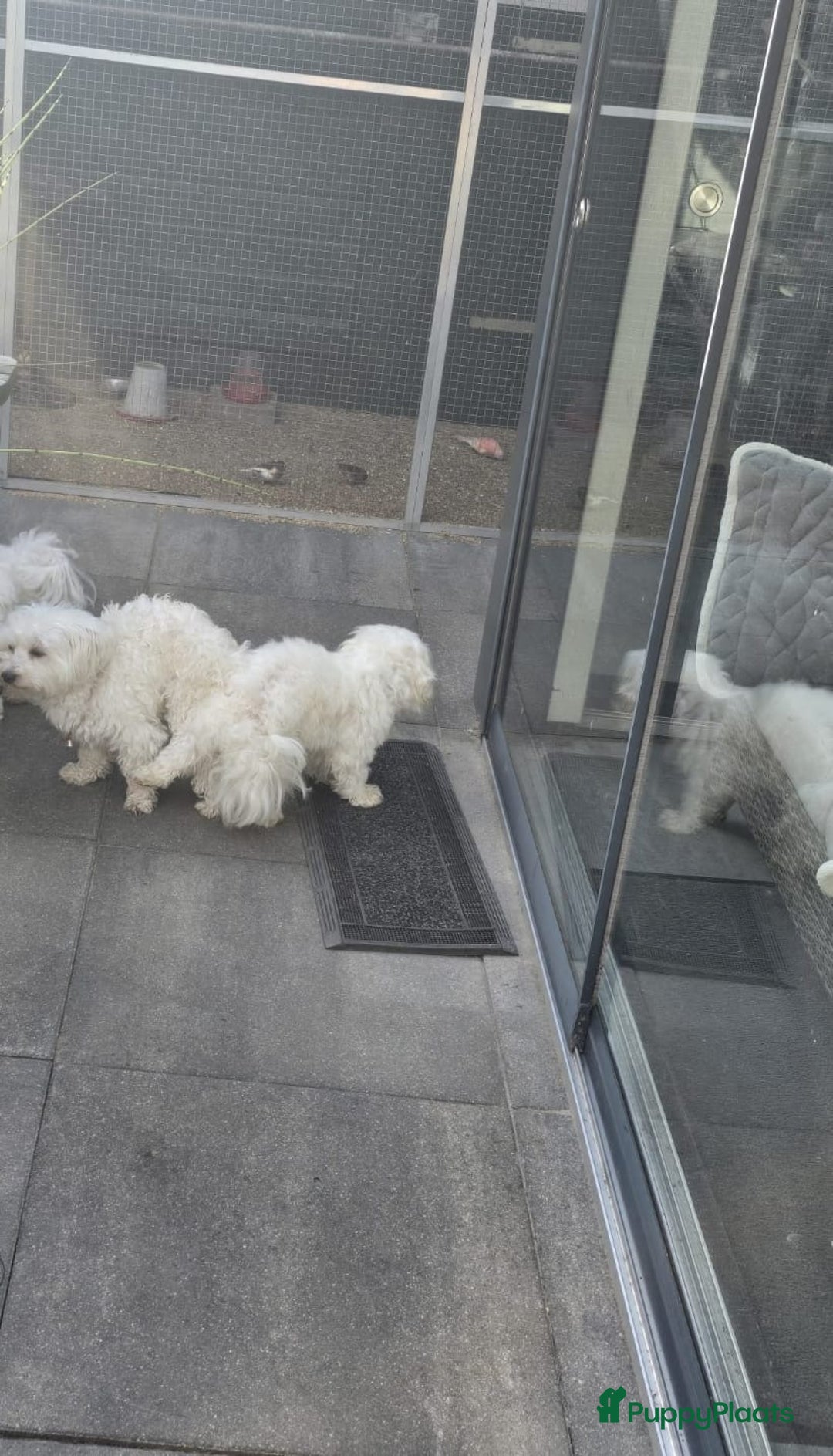 Maltezer honden ter dekking: Maltezer  in Veendam - Advertentie 11