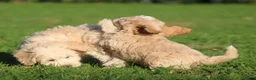 Maltipoo honden te koop: Knappe Maltipoo pups. - Advertentie 15