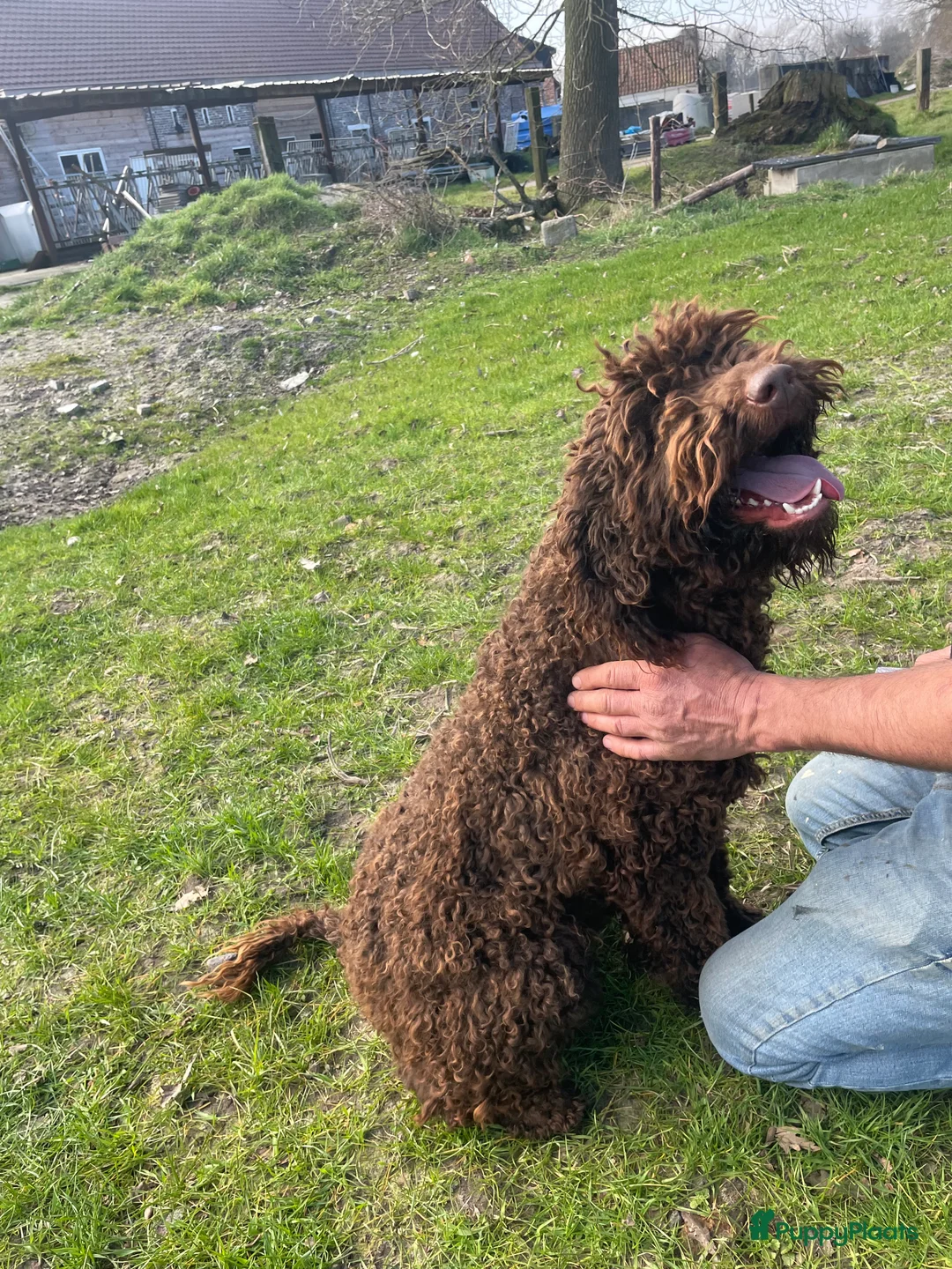 Kruising honden te koop: Mooie zwarte goldendoodle! - Advertentie 2