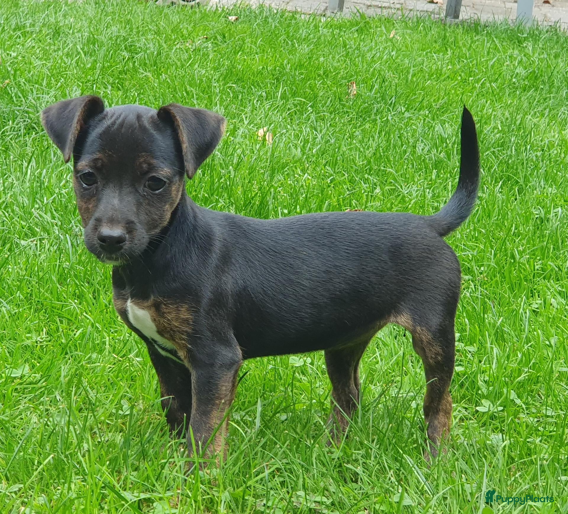 Jack Russel Terriër honden Lieve Jack Russell pups zoeken een liefdevol thuis - Advertentie 1