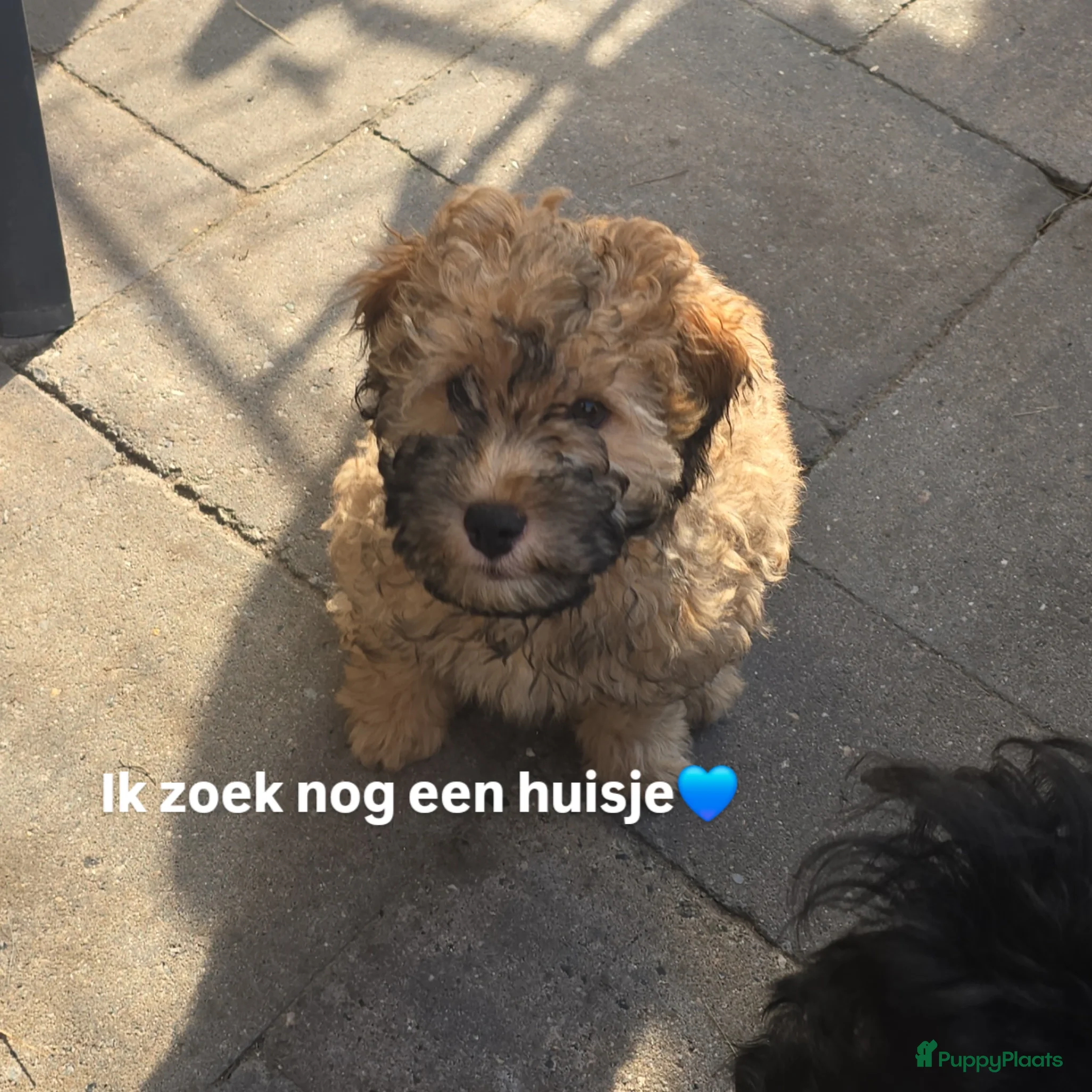 Kruising honden Kleine poedel kruising reu - Advertentie 1