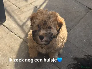 Kruising honden Kleine poedel kruising reu - Advertentie 1