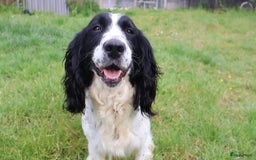 Engelse Springer Spaniel honden te koop: Lieve Engelse springer spaniel puppy's in Gameren - Afbeelding 27