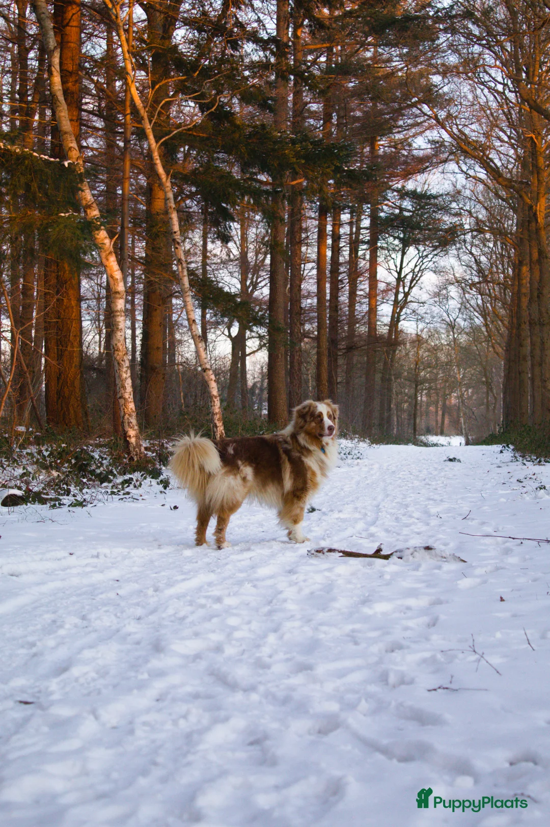 Australian Shepherd honden te koop: Nestaankondeging 06-04-2026 Australian shepherd - Advertentie 7