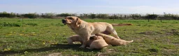 Kruising honden te koop: labrador retriever x australian shepherd - Advertentie 12