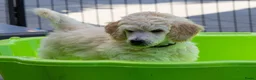 Labradoodle honden te koop: Poedel outcross pups | DNA-geteste ouderdieren - Advertentie 10